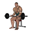 EZ Bar Curl - Seated